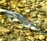 King Salmon, Dying After Spawning Photo By: Gailhampshire Https://Creativecommons.org/Licenses/By/2.0/ 