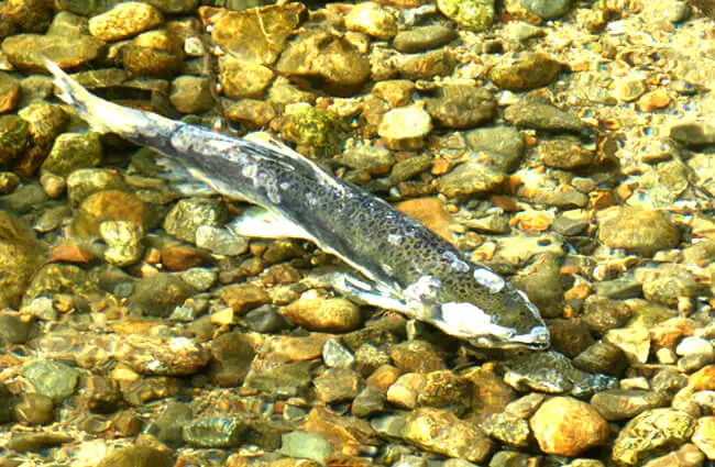 King Salmon, dying after spawning Photo by: gailhampshire https://creativecommons.org/licenses/by/2.0/ 