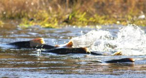 Chinook Salmon, running up the Lower Tuolumne River Photo by: Dan Cox, USFWS Pacific Southwest Regionhttps://creativecommons.org/licenses/by/2.0/
