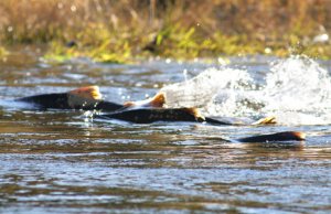 Chinook Salmon, running up the Lower Tuolumne River Photo by: Dan Cox, USFWS Pacific Southwest Regionhttps://creativecommons.org/licenses/by/2.0/