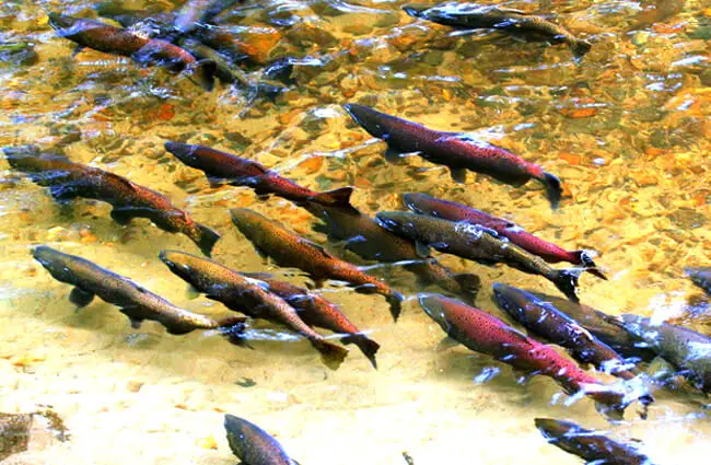 King Salmon spawning Photo by: (c) randimal www.fotosearch.com 