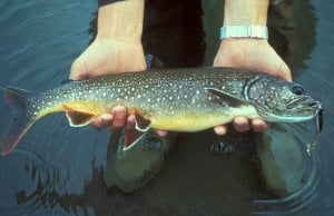 Fresh-caught Lake TroutPhoto by: U.S. Fish and Wildlife Service [Public domain]