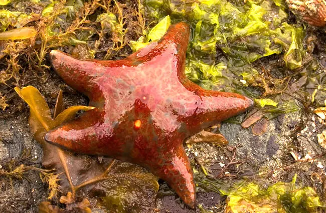 Leather Star stranded on the beach Photo by: David~O https://creativecommons.org/licenses/by/2.0/