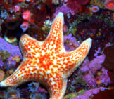 Leather Star In A Tide Poolphoto By: Ed Biermanhttps://Creativecommons.org/Licenses/By/2.0/