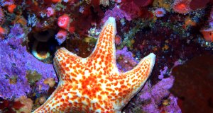Leather Star in a tide poolPhoto by: Ed Biermanhttps://creativecommons.org/licenses/by/2.0/
