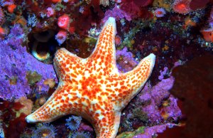 Leather Star in a tide poolPhoto by: Ed Biermanhttps://creativecommons.org/licenses/by/2.0/