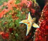 Leather Sea Star At The Olympic Coast National Marine Sanctuary Photo By: David J. Ruck, Noaa Office Of National Marine Sanctuaries [Public Domain] Https://Creativecommons.org/Licenses/By/2.0/