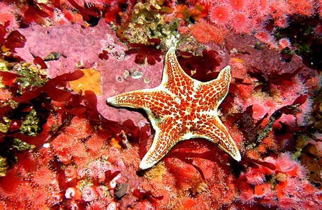 Leather Star Photo by: Ed Bierman from California CC BY https://creativecommons.org/licenses/by/2.0