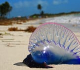 Man Of War Photo By: Towle N Https://Creativecommons.org/Licenses/By-Sa/2.0/ 