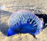 Tropical And Toxic Man Of War, On A Cuban Beach Photo By: (C) Rgbspace Www.fotosearch.com