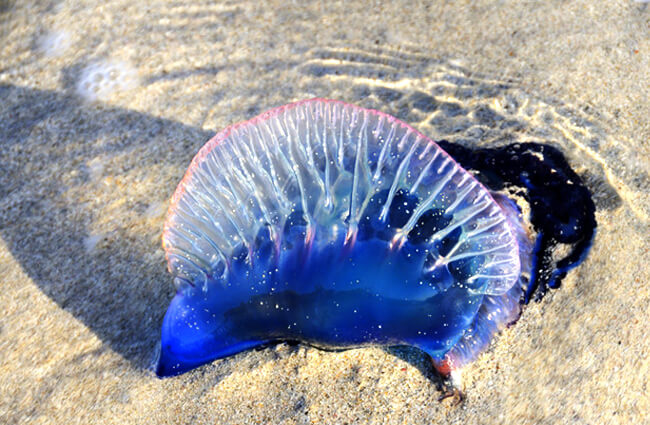 Tropical and toxic Man of War, on a Cuban beach Photo by: (c) rgbspace www.fotosearch.com