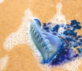 Portuguese Man Of War On A Beach In South Padre, Texasphoto By: (C) Urbanlight Www.fotosearch.com