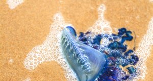 Portuguese Man of War on a beach in South Padre, TexasPhoto by: (c) urbanlight www.fotosearch.com