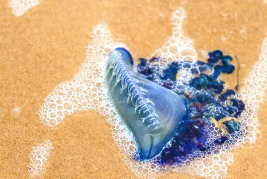 Portuguese Man of War on a beach in South Padre, TexasPhoto by: (c) urbanlight www.fotosearch.com