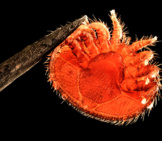  Crab-Shaped Varroa Destructor Photo By: Usgs Bee Inventory And Monitoring Lab [Public Domain] Https://Creativecommons.org/Licenses/By-Sa/2.0/ 