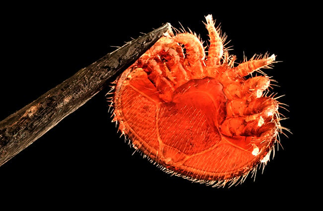  crab-shaped Varroa Destructor Photo by: USGS Bee Inventory and Monitoring Lab [public domain] https://creativecommons.org/licenses/by-sa/2.0/ 