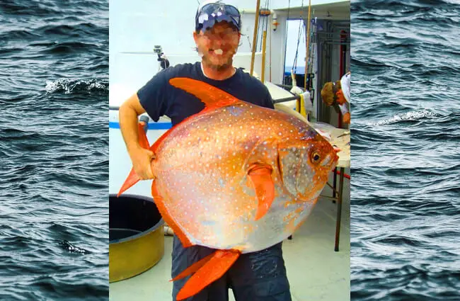 Fisherman showing off his large catch – a Moon Fish Photo by: Unknown (NOAA Fisheries) [Public domain]