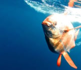 This Warm-Blooded Opah Is A Species Of Moon Fish Photo By: Noaa Southwest Fisheries Science Center Https://Swfsc.noaa.gov/