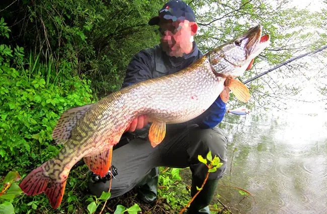 Fresh-caught Northern Pike Photo by: SpinfisherCRO CC BY-SA https://creativecommons.org/licenses/by-sa/4.0 