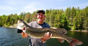 43 inch Monster PikePhoto by: Ray Dumashttps://creativecommons.org/licenses/by-sa/2.0/