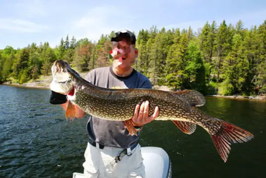 43 inch Monster PikePhoto by: Ray Dumashttps://creativecommons.org/licenses/by-sa/2.0/