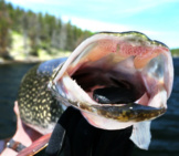 Mouth Of A 43” Monster Pike Photo By: Ray Dumas Https://Creativecommons.org/Licenses/By-Sa/2.0/