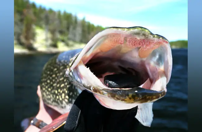 Mouth of a 43” Monster Pike Photo by: Ray Dumas https://creativecommons.org/licenses/by-sa/2.0/