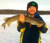  Northern Pike Photo By: Neil Powers, U.s. Fish And Wildlife Service Headquarters Https://Creativecommons.org/Licenses/By-Sa/2.0/
