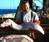 Oarfish At Noaa&#039;S Fisheries Collectionphoto By: Crew And Officers Of Noaa Ship Miller Freemanhttps://Creativecommons.org/Licenses/By-Nd/2.0/