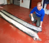 Giant Oarfish Photo By: Ecomare/Salko De Wolf Cc By-Sa Https://Creativecommons.org/Licenses/By-Sa/4.0 