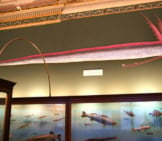 Giant Oarfish Photo By: Sandstein Cc By Https://Creativecommons.org/Licenses/By/3.0