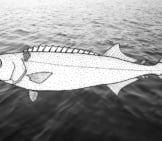 Illustration Of An Oil Fish 