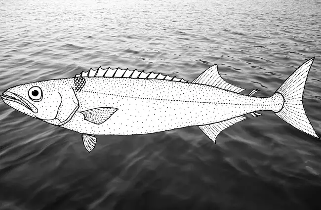 Иллюстрация масляной рыбы