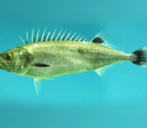 Oil Fish Caught In The Gulf Of Mexicophoto By: Noaanmfsmississippi Laboratory Cc By Https://Creativecommons.org/Licenses/By/3.0