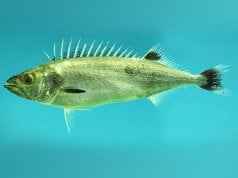 Oil Fish caught in the Gulf of MexicoPhoto by: NOAANMFSMississippi Laboratory CC BY https://creativecommons.org/licenses/by/3.0