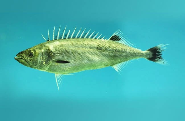 Нефтяная рыба, пойманная в Мексиканском заливеФото: NOAANMFSMissippi Laboratory CC BY https://creativecommons.org/licenses/by/3.0