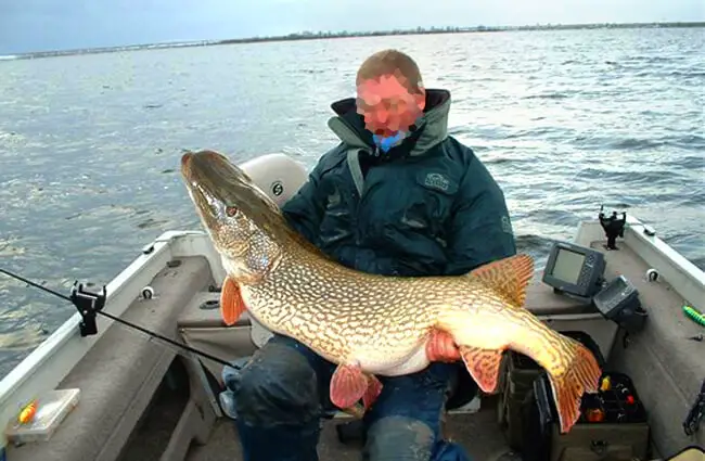 This 54&quot; Pike was caught at Rainy River Photo by: tom jervis https://creativecommons.org/licenses/by/2.0/ 