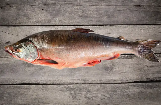 Fresh-Frozen Pink Salmon Photo by: (c) All32 www.fotosearch.com