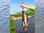 Fisherman with a fresh catch Pink SalmonPhoto by: (c) max5128 www.fotosearch.com