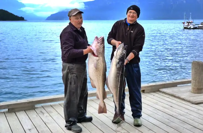 Sport fishermen showing off their Coalfish catch Photo by: Brendan https://creativecommons.org/licenses/by/2.0/