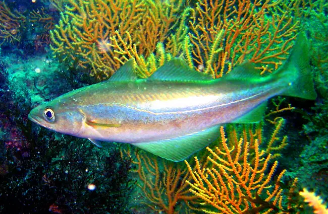 Closeup of a Cod in an aquarium Photo by: Matthieu Sontag CC BY-SA https://creativecommons.org/licenses/by-sa/3.0