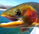 Closeup Of An Idaho Rainbow Trout Photo By: Bureau Of Land Management Https://Creativecommons.org/Licenses/By/2.0/ 