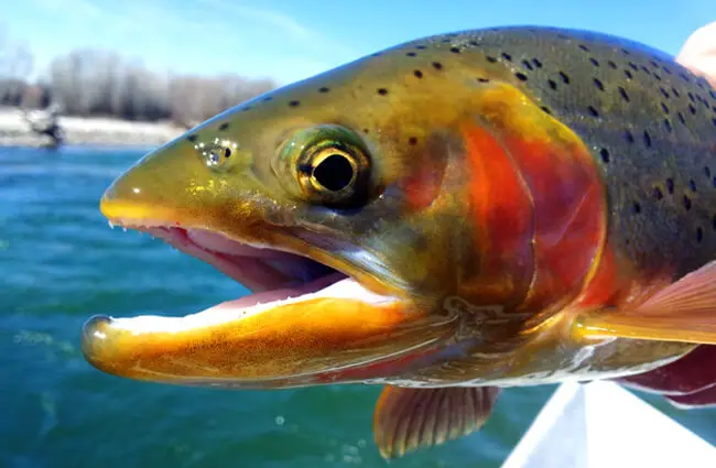 Closeup of an Idaho Rainbow Trout Photo by: Bureau of Land Management https://creativecommons.org/licenses/by/2.0/ 