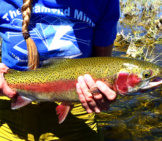 Rainbow Trout At Seedskadee National Wildlife Refugephoto By: Usfws Mountain-Prairiehttps://Creativecommons.org/Licenses/By/2.0/