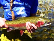 Rainbow Trout at Seedskadee National Wildlife RefugePhoto by: USFWS Mountain-Prairiehttps://creativecommons.org/licenses/by/2.0/