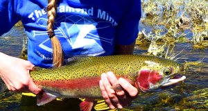 Rainbow Trout at Seedskadee National Wildlife RefugePhoto by: USFWS Mountain-Prairiehttps://creativecommons.org/licenses/by/2.0/