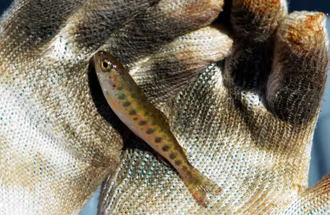 Rainbow Trout parr Photo by: Mara Koenig, USFWS Midwest Region https://creativecommons.org/licenses/by/2.0/ 