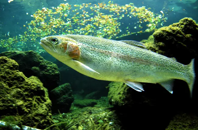 Rainbow Trout in calm waters Photo by: Wilfried Kopetzky https://pixabay.com/photos/trout-rainbow-trout-angel-fish-1771142/ 