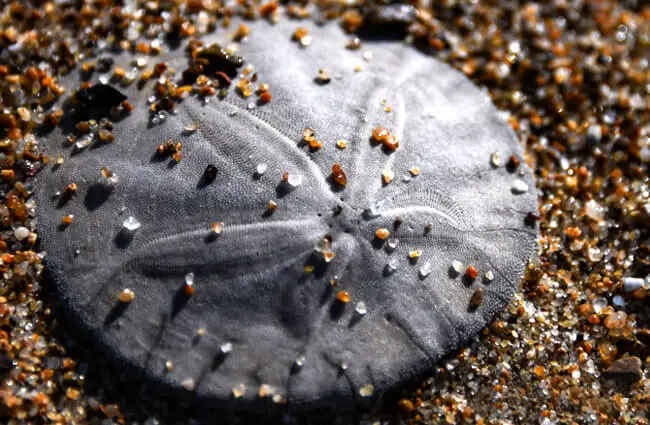 Sand Dollar on the beach Photo by: Harold Litwiler https://creativecommons.org/licenses/by/2.0/
