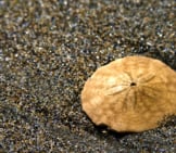 Unbleached Sand Dollar Photo By: Andrew Malone Https://Creativecommons.org/Licenses/By/2.0/